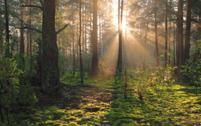 A free 15-minute mindfulness breathing practice to try at home