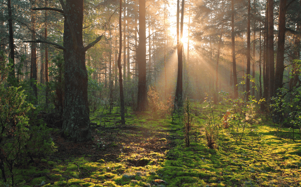 free-mindfulness-breathing-practice-mindfulness-aotearoa